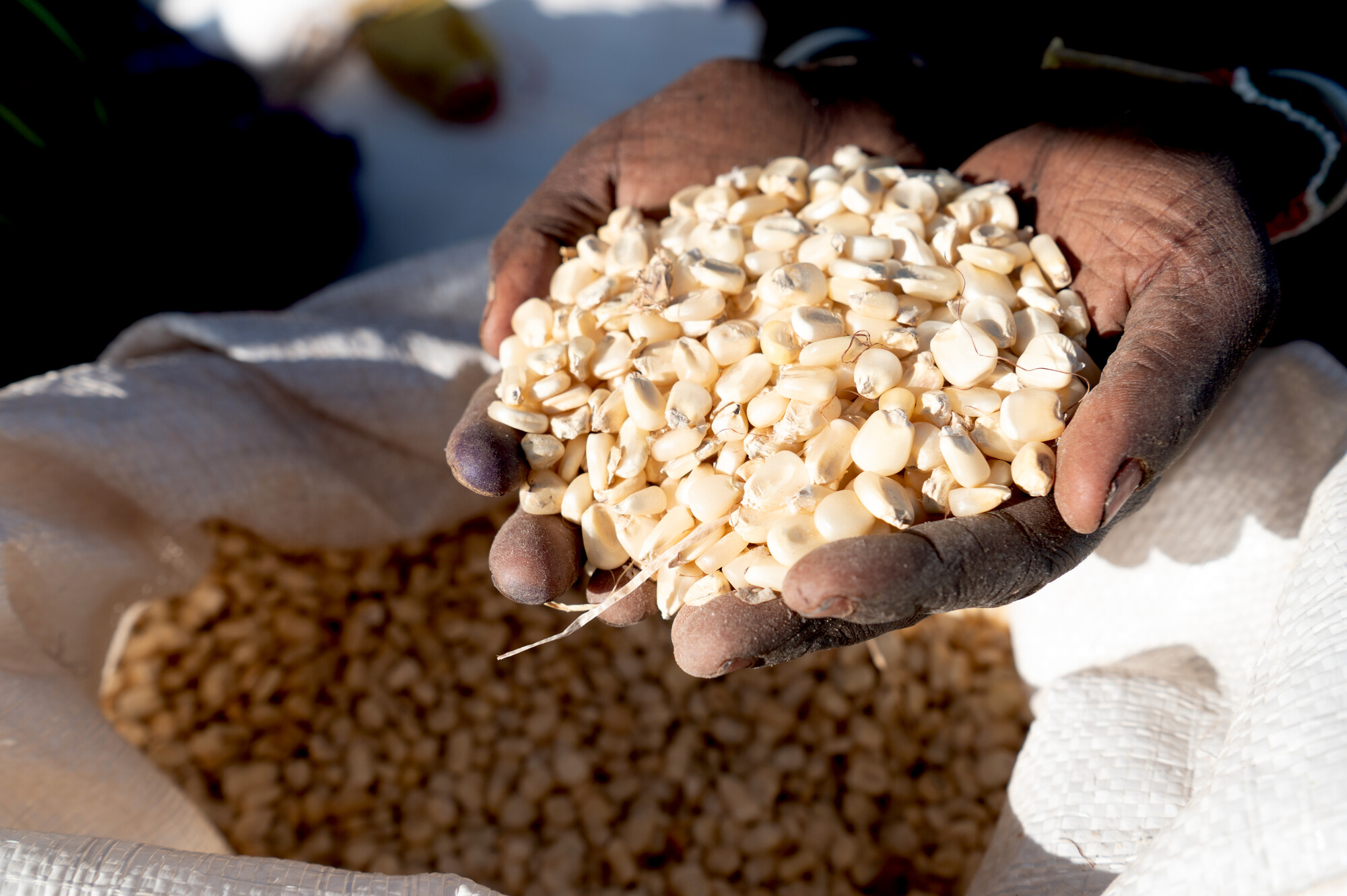 Families affected by the severe drought receive essential supplies from CBM and its partner OSHO, including maize, beans, and oil bottles at a distribution centre in Dire Woreda, Borena Zone, Ethiopia. 