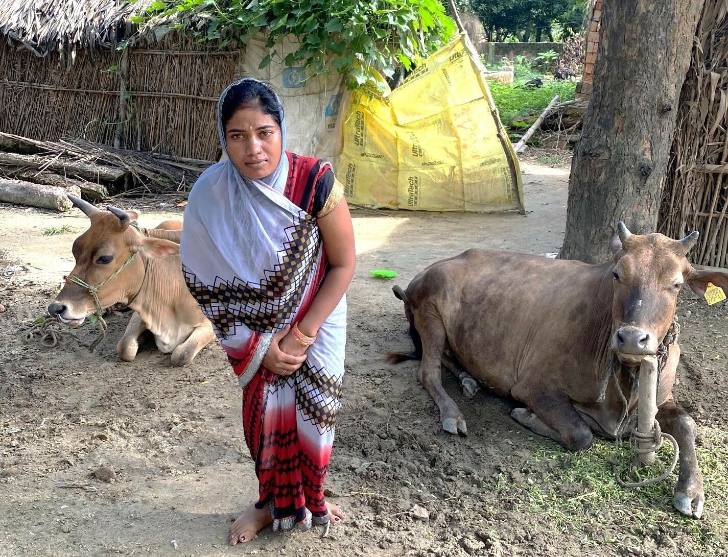 A woman with her two cows